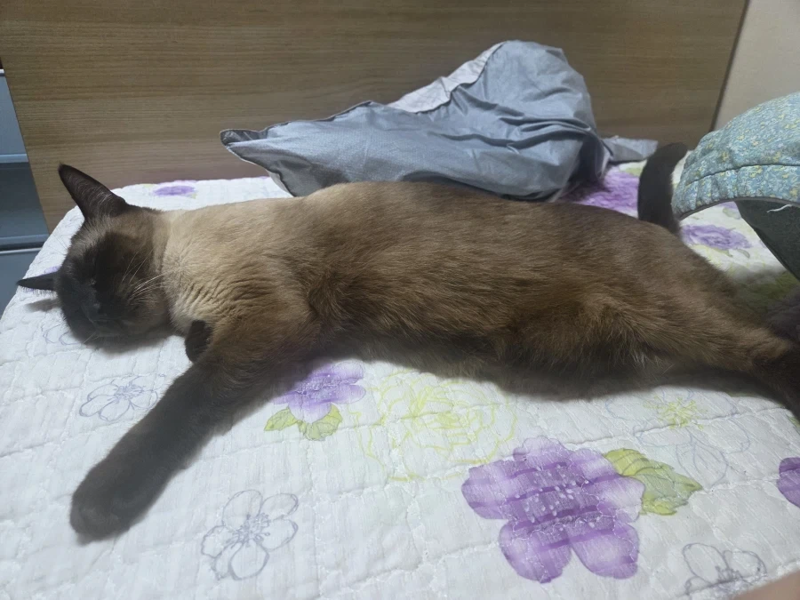추석연휴 끝나고 집에서 뻗은 우리집 고양이 - 이미지 6