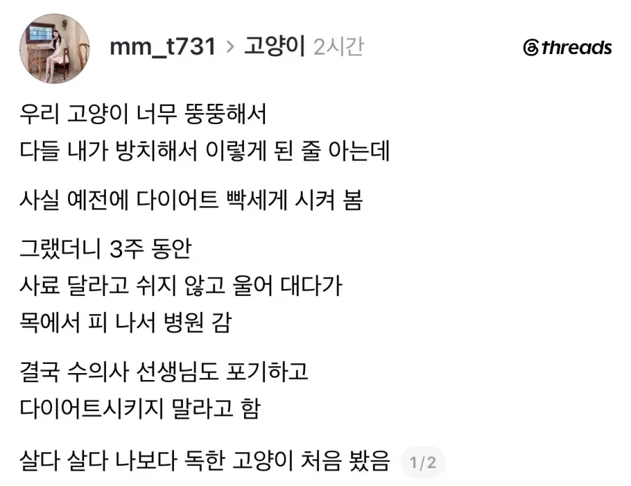 다이어트 못 시키는 독종 고양이.