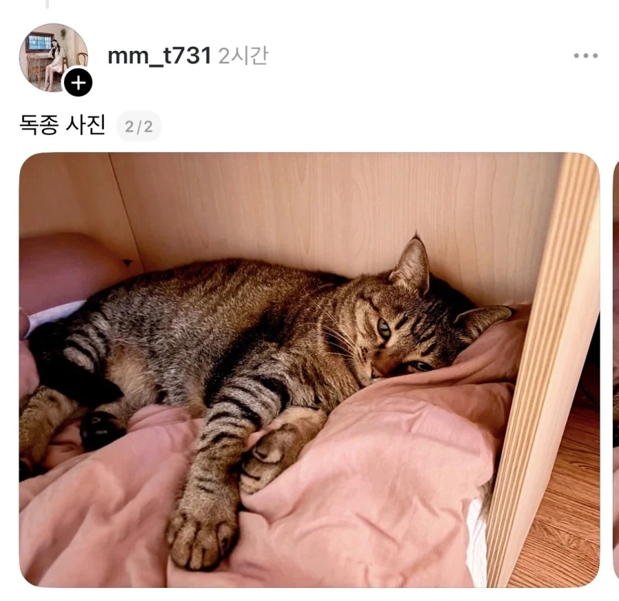 다이어트 못 시키는 독종 고양이. - 이미지 2