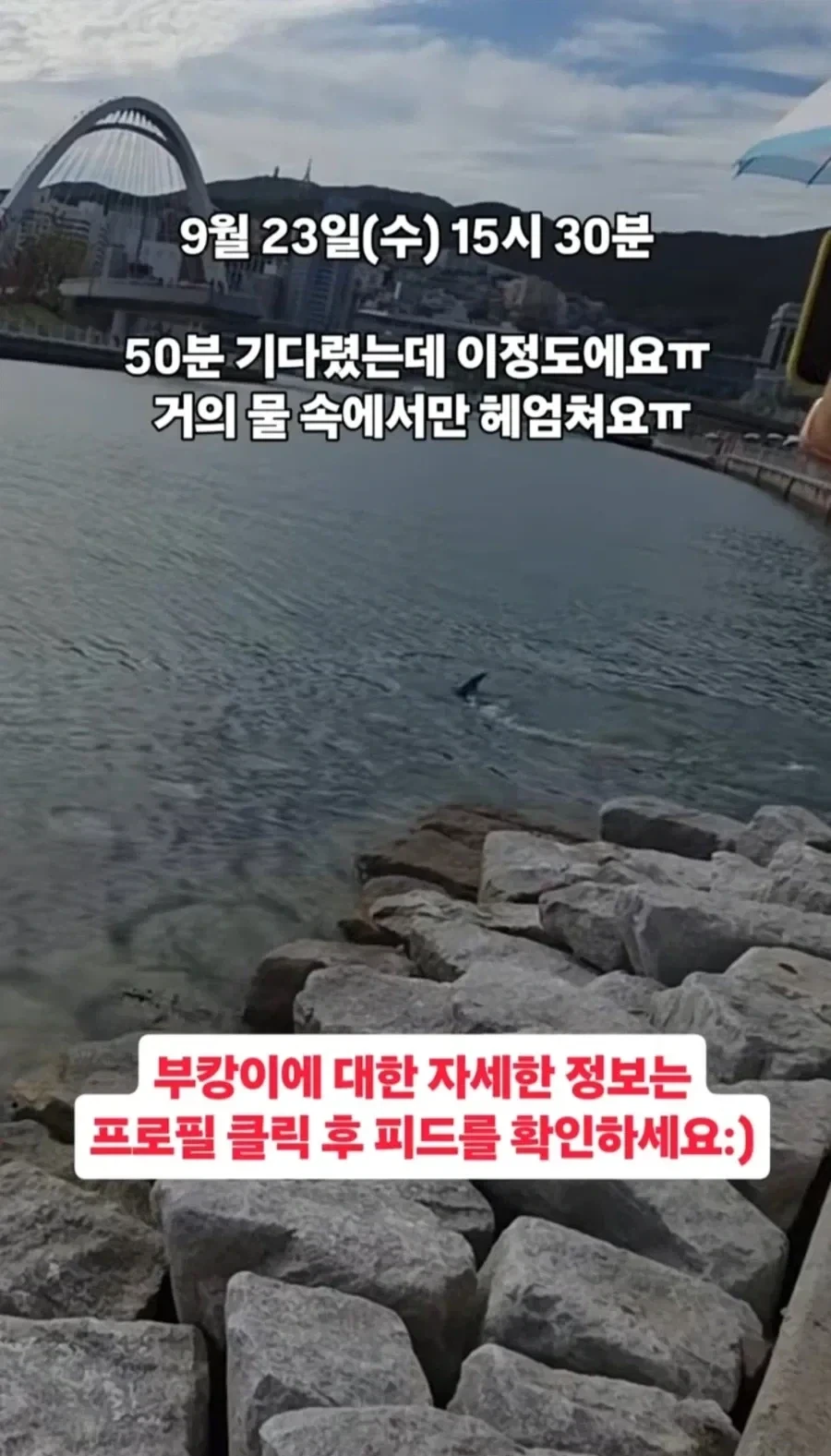 부산 부캉이 별거 없다고 함
