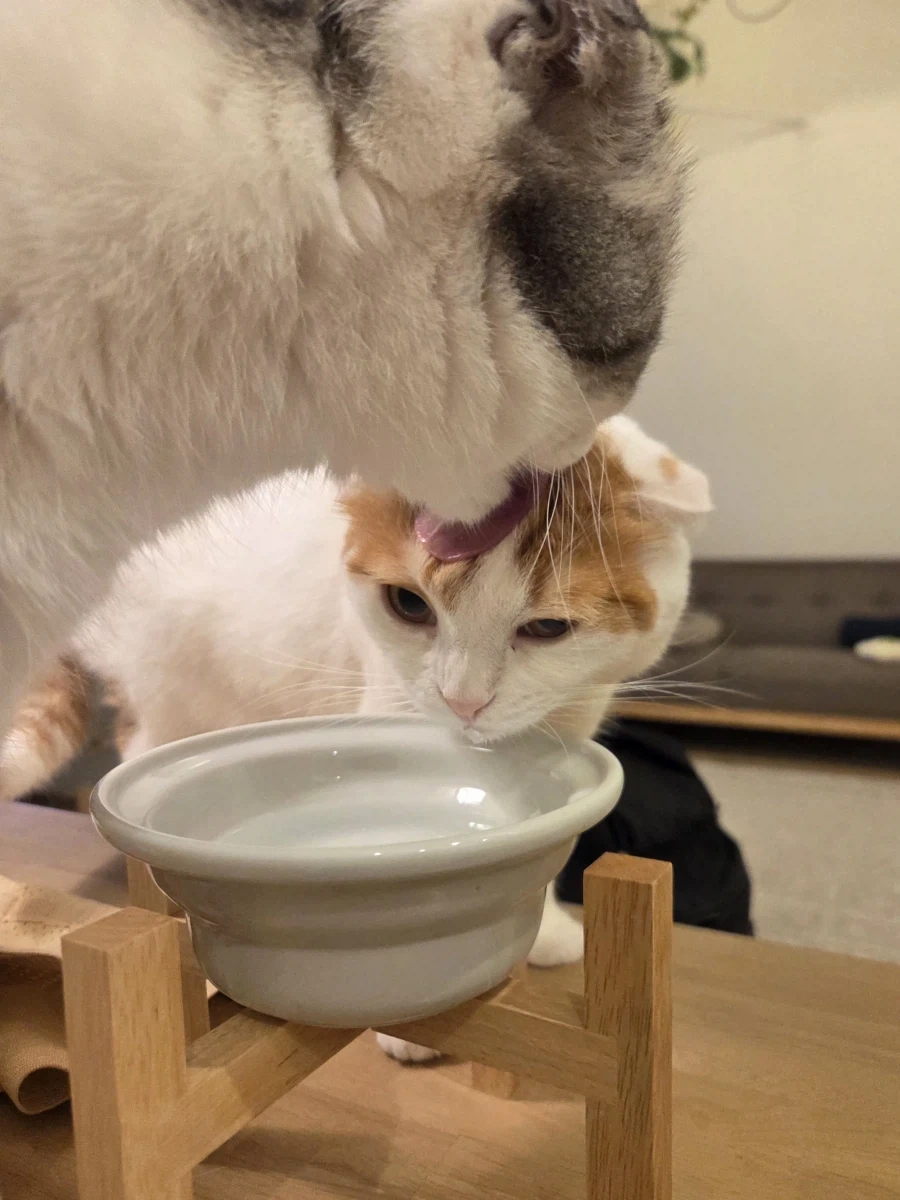 물 마시는 고양이.jpg