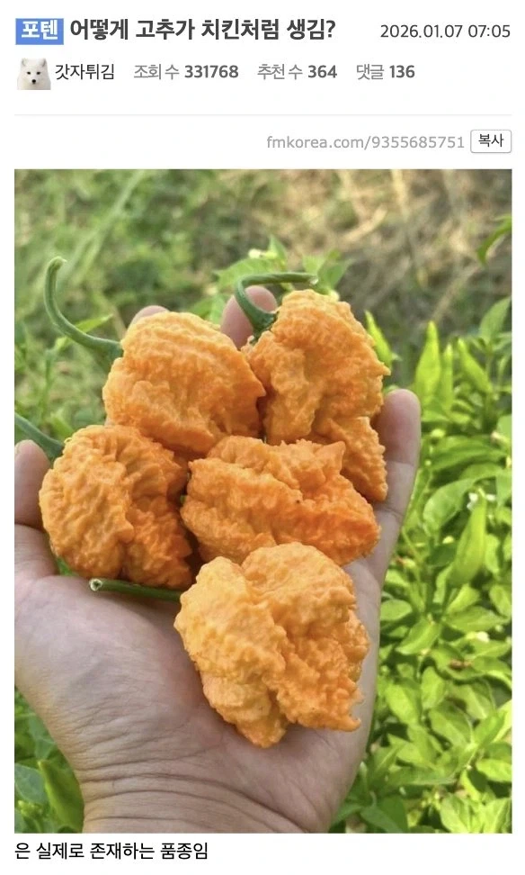 어떻게 고추가 치킨처럼 생김