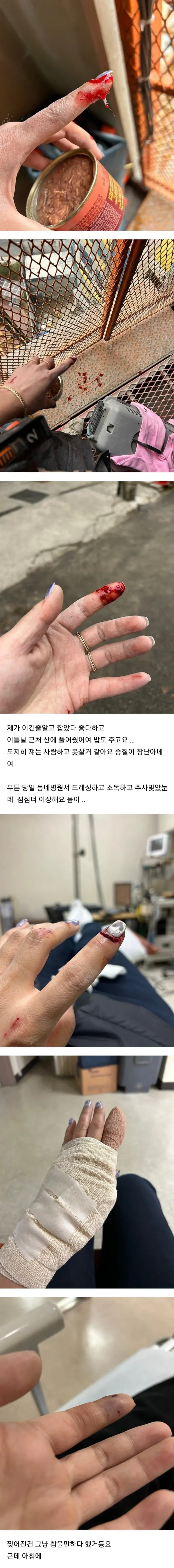 (혐) 길고양이한테 물리면 생기는 일 - 이미지 2