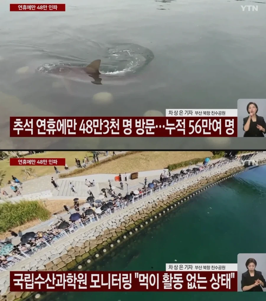 국립수산과학원 "부산 상어 먹이활동 없는 상태.." 오후 2시 대책 회의