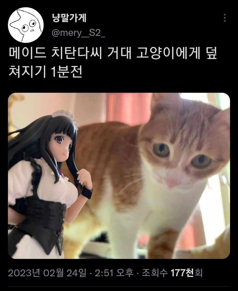빙과) 주인 닮아서 에루를 사랑하는 고양이