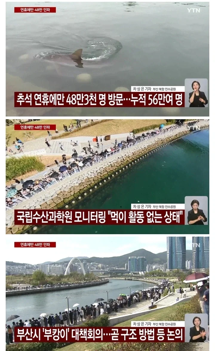 국립수산과학원 "부산 상어 먹이활동 없는 상태..".... 대책 회의