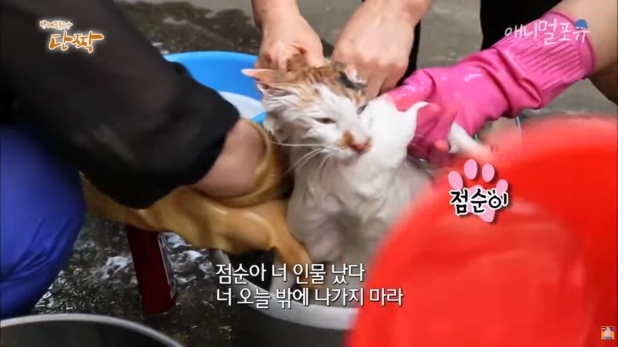 전설의 점순아 인물났다 짤 뒤 - 이미지 2