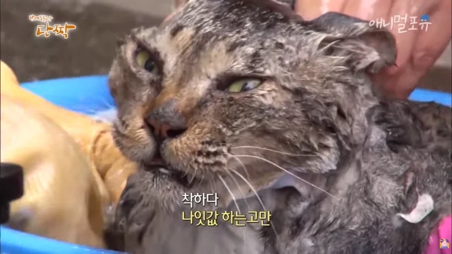 전설의 점순아 인물났다 짤 뒤 - 이미지 4