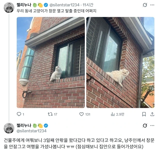 창문열고 탈출중인 고양이.jpg