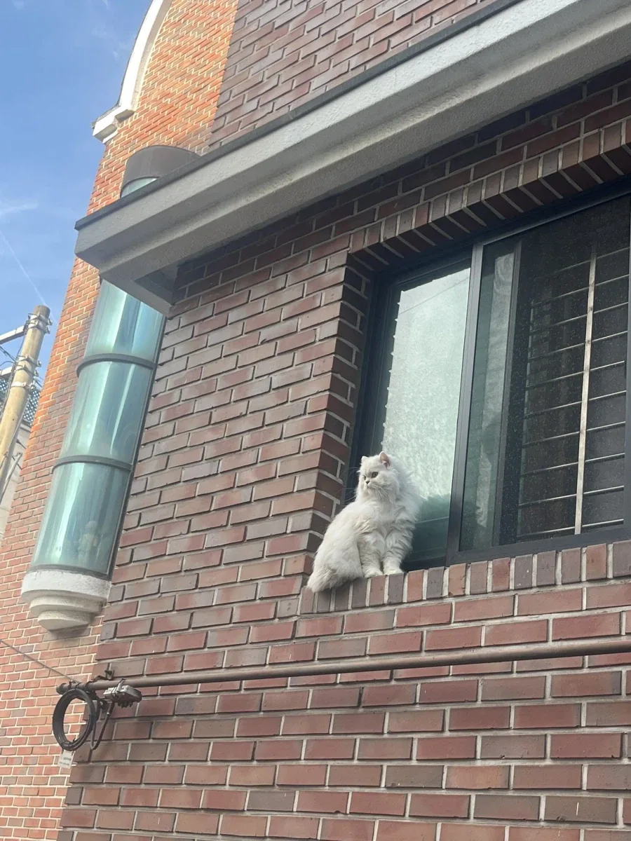 창문열고 탈출중인 고양이.jpg - 이미지 2