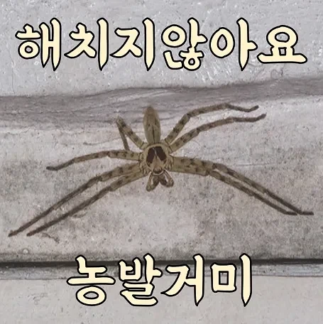 매우 신사적이라고 하는 거미.jpg