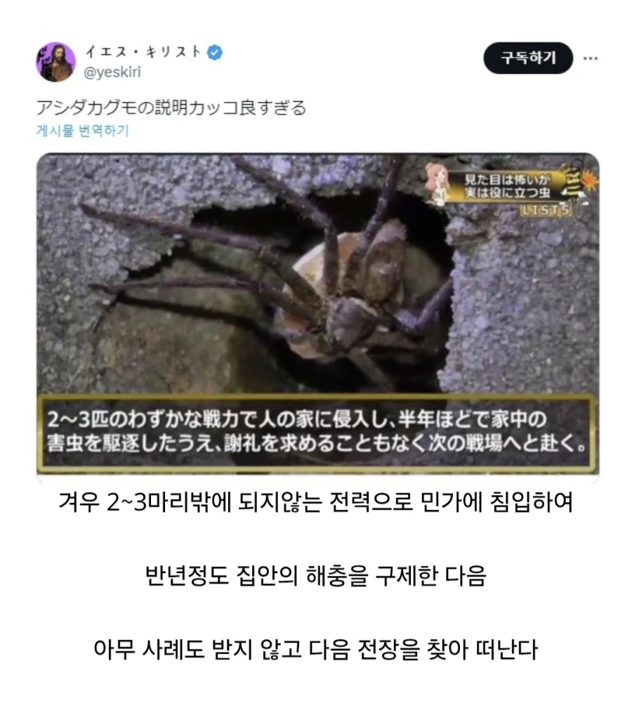 매우 신사적이라고 하는 거미.jpg - 이미지 4