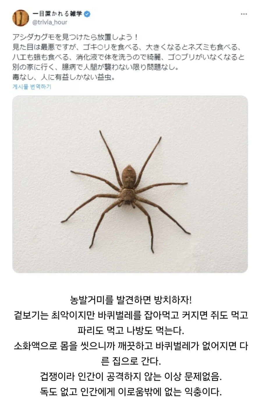 매우 신사적이라고 하는 거미.jpg - 이미지 5
