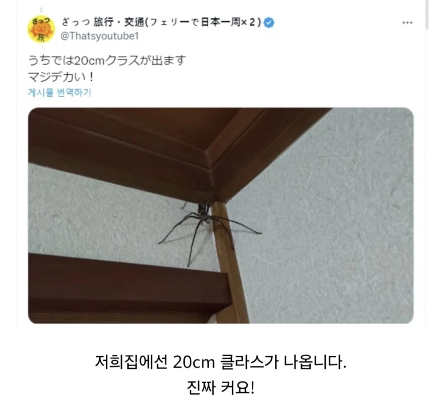 매우 신사적이라고 하는 거미.jpg - 이미지 6