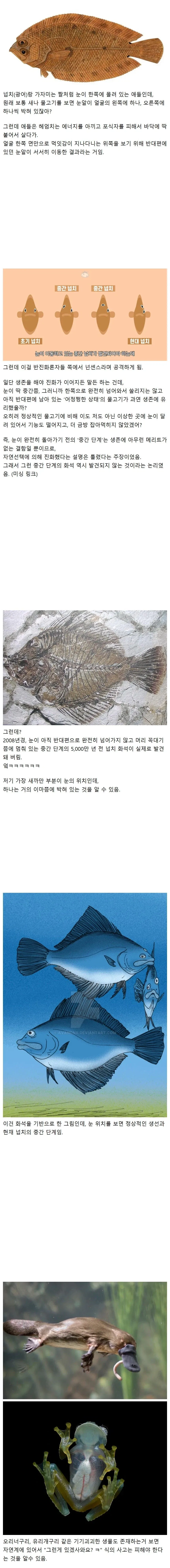 신박한 광어의 진화 방식.