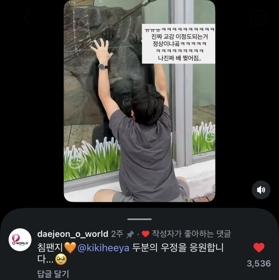 오월드 침팬지와 교감하시는 분