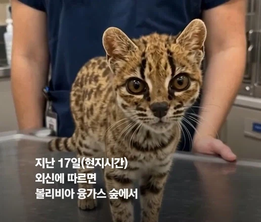 100년 만에 발견된 신종 고양이.jpg