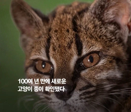 100년 만에 발견된 신종 고양이.jpg - 이미지 2