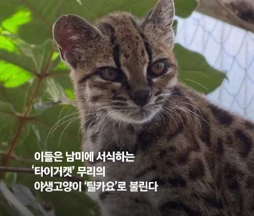 100년 만에 발견된 신종 고양이.jpg - 이미지 3
