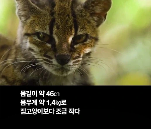 100년 만에 발견된 신종 고양이.jpg - 이미지 4