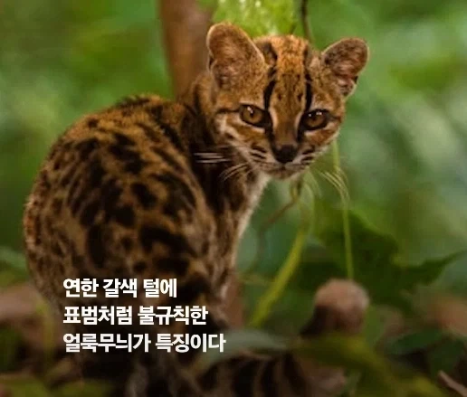 100년 만에 발견된 신종 고양이.jpg - 이미지 5