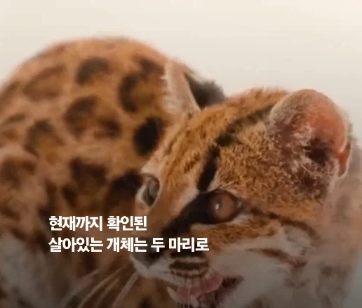100년 만에 발견된 신종 고양이.jpg - 이미지 6