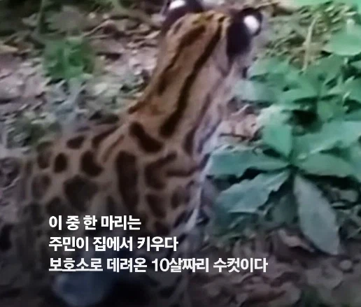 100년 만에 발견된 신종 고양이.jpg - 이미지 7