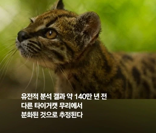 100년 만에 발견된 신종 고양이.jpg - 이미지 8