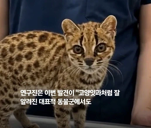100년 만에 발견된 신종 고양이.jpg - 이미지 9