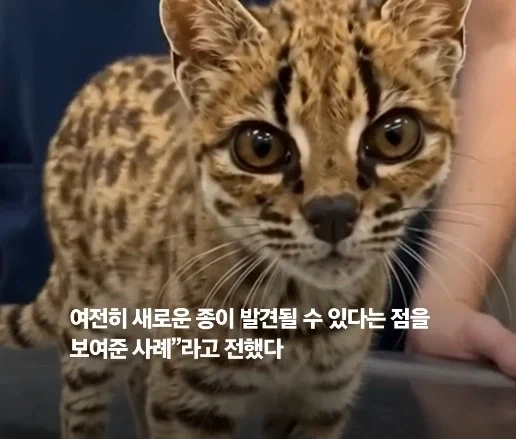 100년 만에 발견된 신종 고양이.jpg - 이미지 10