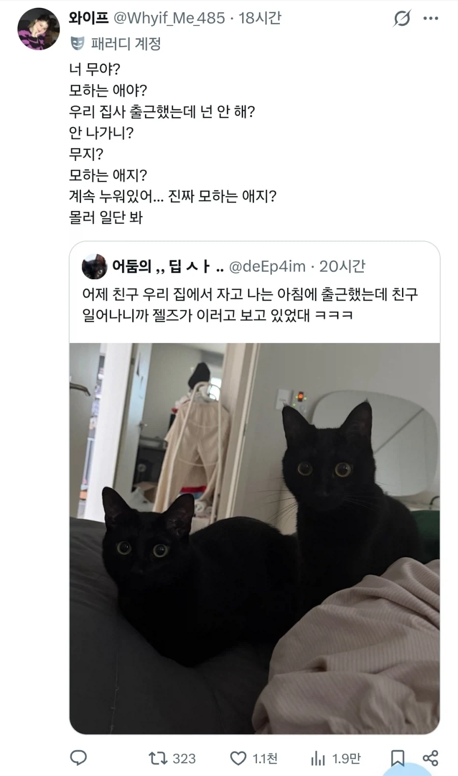 고양이 "저거 뭐하는 녀석이지?"