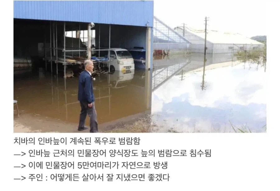 일본 민물장어 5만마리 떠내려감