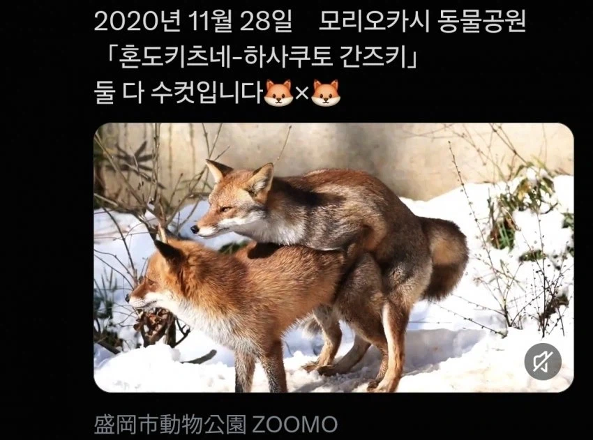 기합찬 퍼리
