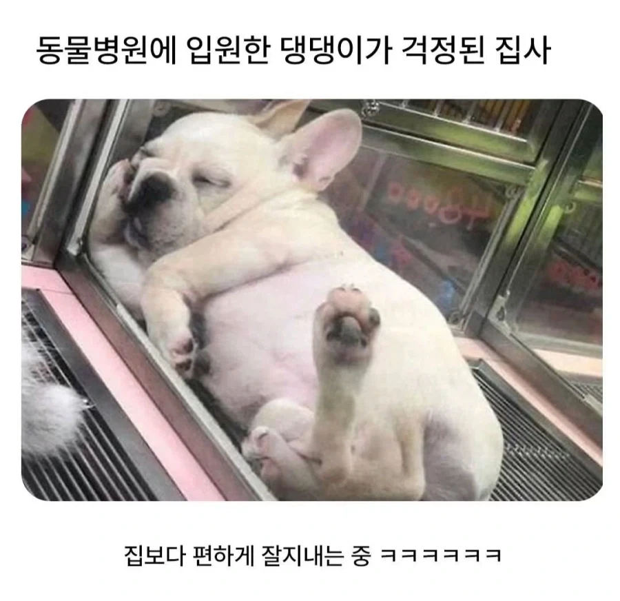 동물병원에 입원한 댕댕이가 걱정된 집사.jpg
