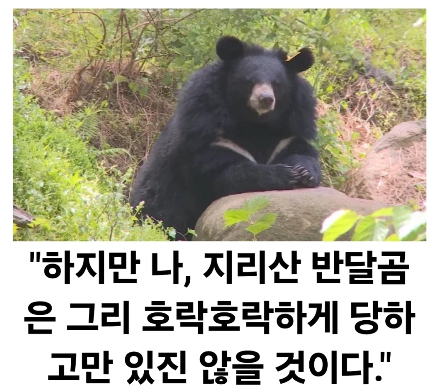 ??? : 늑구도 잡혔고, 부캉이도 쫒겨나는 군...