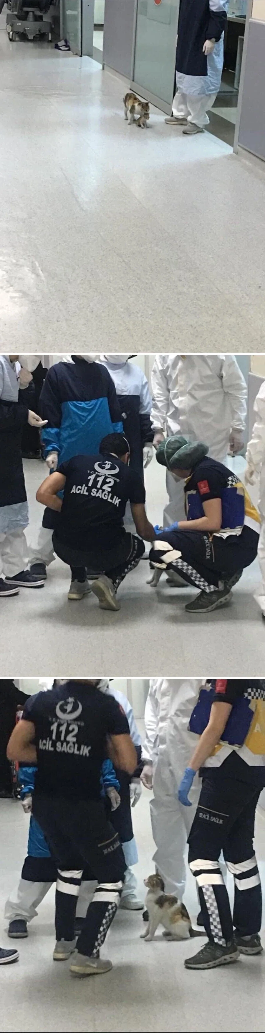 내 애기좀 살려달라냥