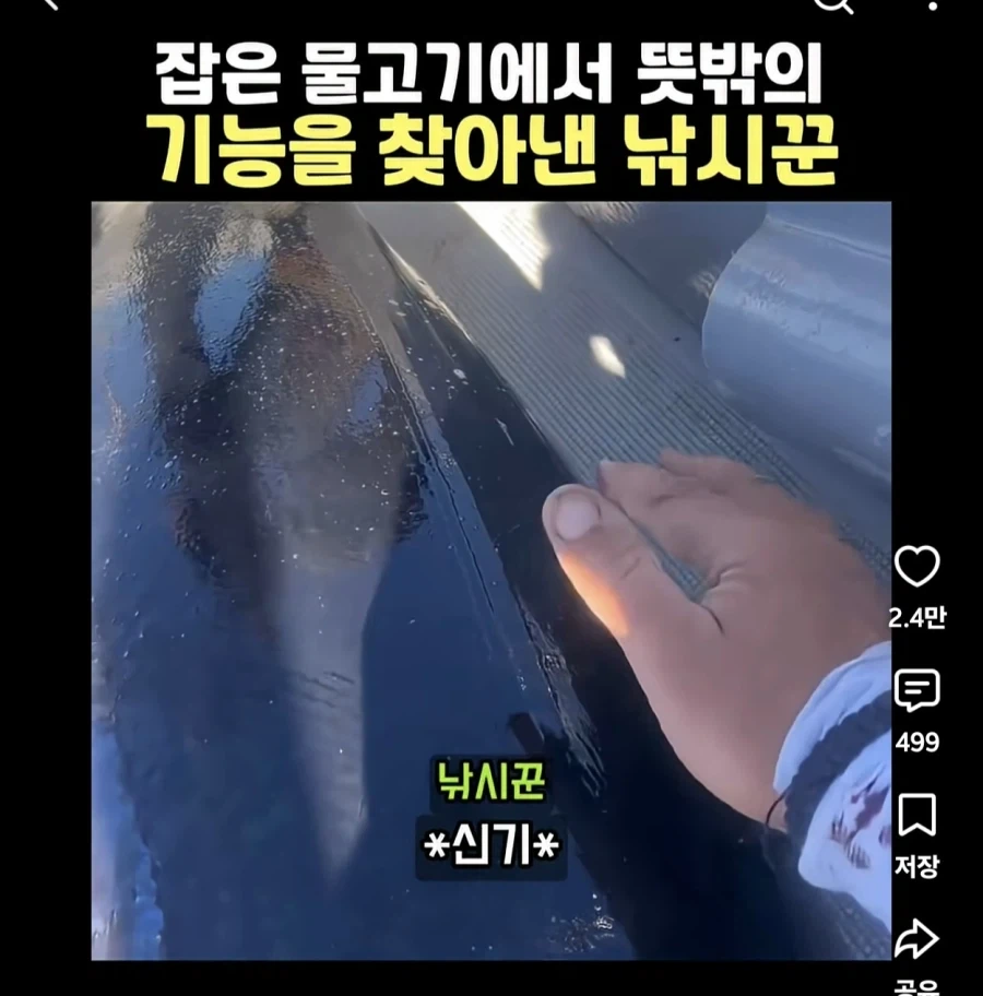 니들 참치 등 지느러미 수납되는거 알고있음? - 이미지 4