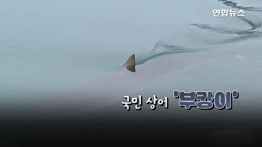 "와~" 물줄기 요리조리 ＇싹싹＇ 피해, ＇숨바꼭질 5시간＇ 부캉이 승리! - 이미지 3