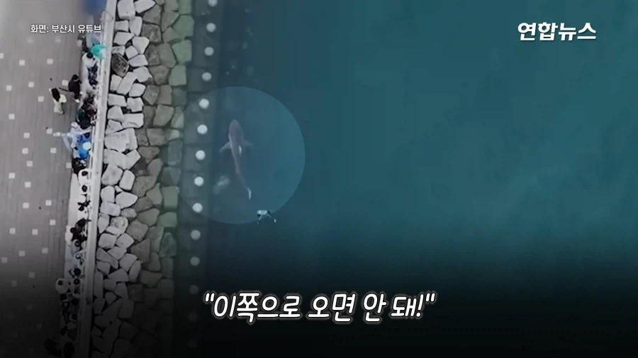"와~" 물줄기 요리조리 ＇싹싹＇ 피해, ＇숨바꼭질 5시간＇ 부캉이 승리! - 이미지 5