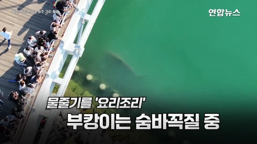 "와~" 물줄기 요리조리 ＇싹싹＇ 피해, ＇숨바꼭질 5시간＇ 부캉이 승리! - 이미지 7