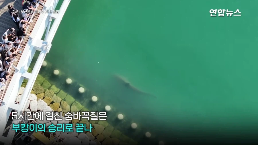 "와~" 물줄기 요리조리 ＇싹싹＇ 피해, ＇숨바꼭질 5시간＇ 부캉이 승리! - 이미지 9