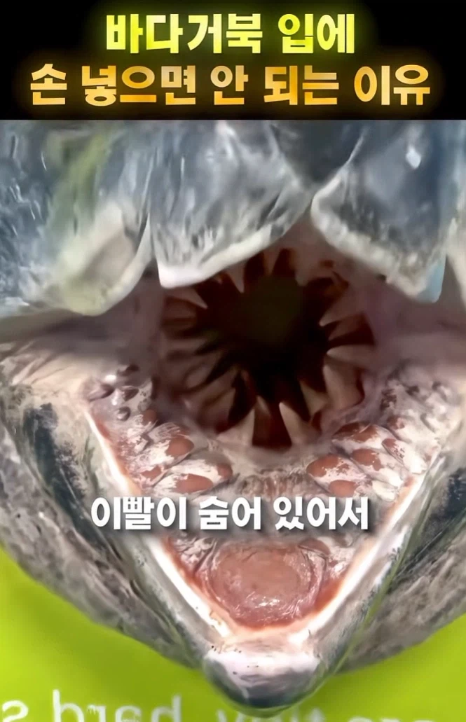 바다거북의 위험성.JPG