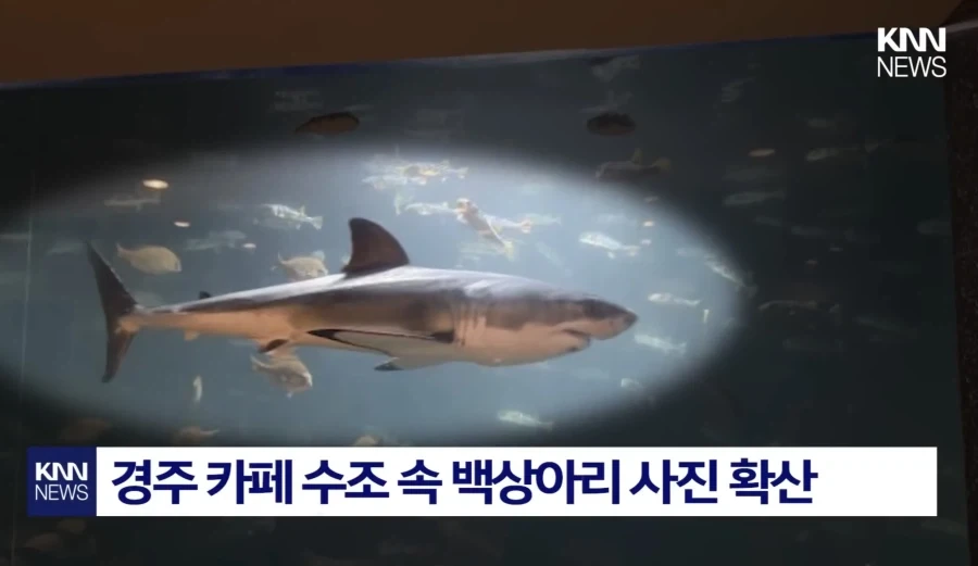 상어있으면 카페가 흥한다며...? - 이미지 2