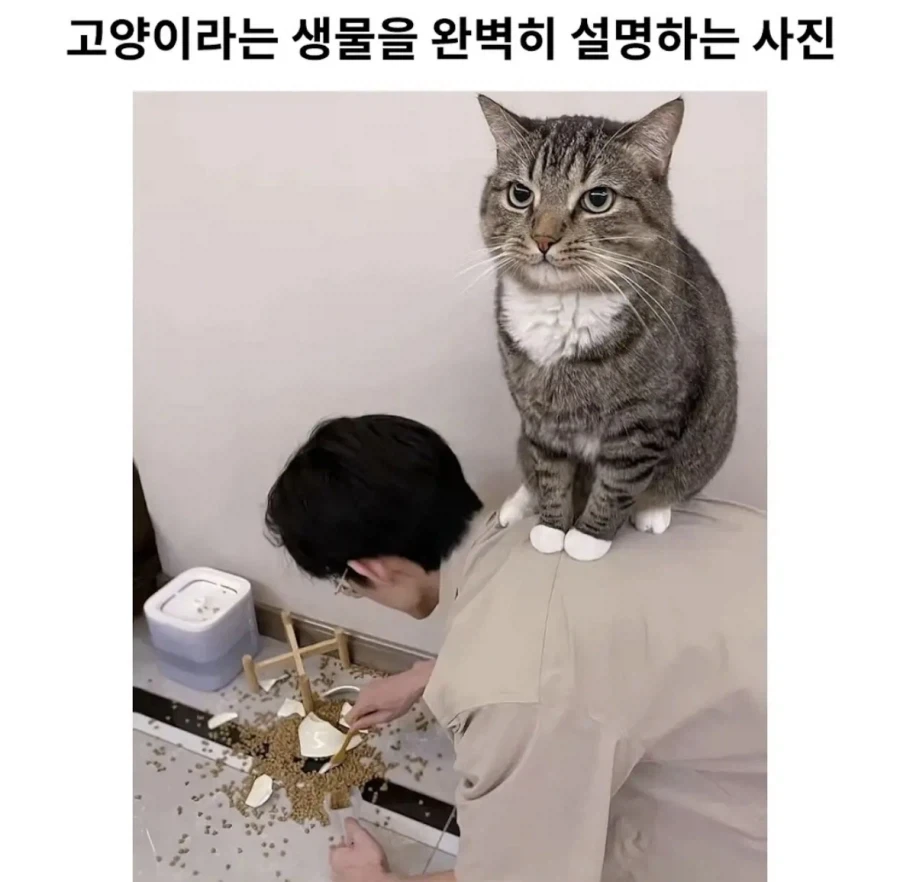 고양이라는 생물을 한장으로 요약