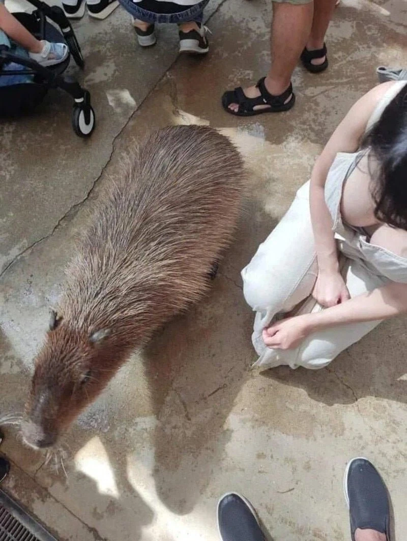 설치류 중 가장 거대한 동물