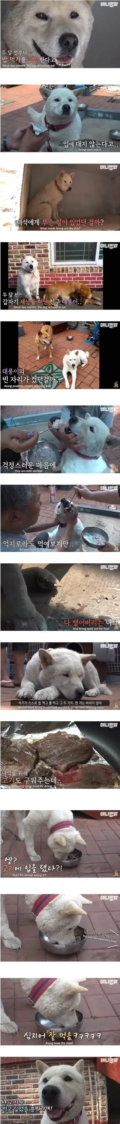 두 달전 친구가 죽고 밥먹기를 거부하는 강아지 ㅠㅠ