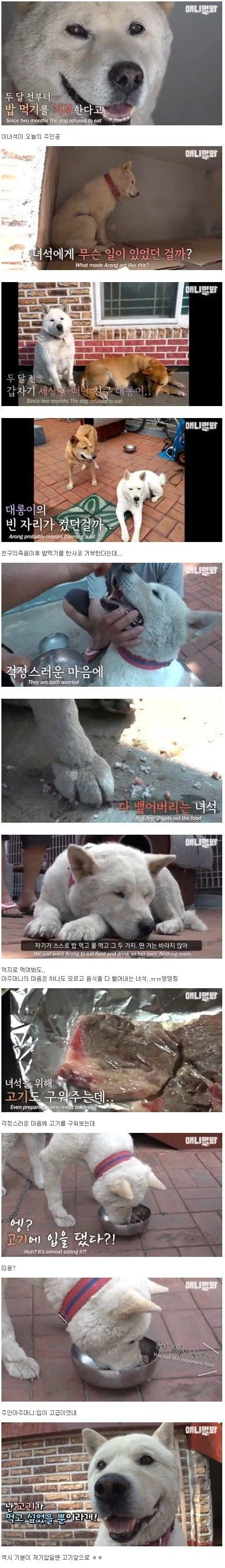 친구가 죽자 밥을 먹지않는 개