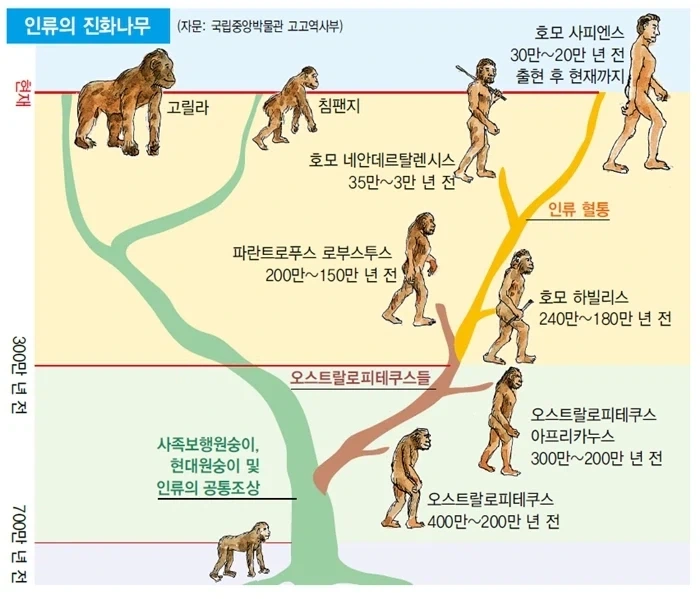 진화 설명이 트리형으로 바뀐 이유