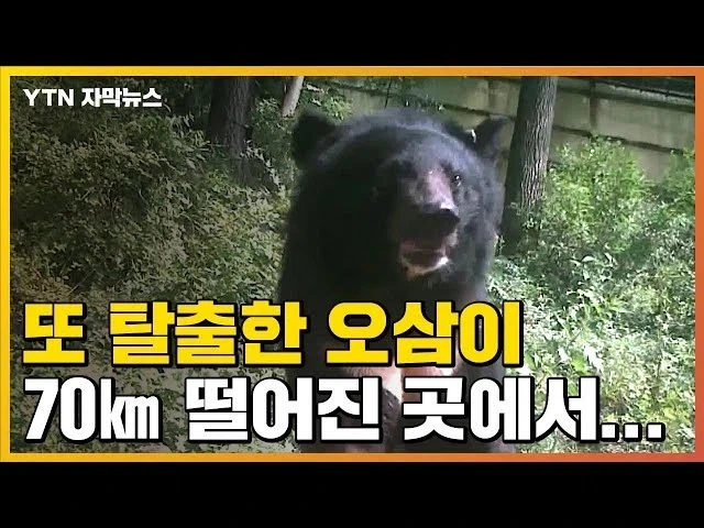 늑구 상구 이전 오삼이.jpg - 이미지 5