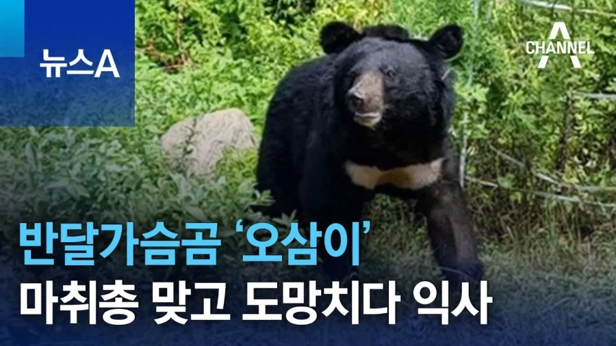 늑구 상구 이전 오삼이.jpg - 이미지 6